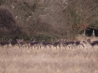 deer