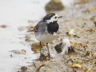 Wagtail