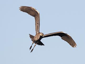 Heron