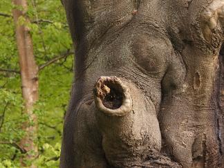 Hole