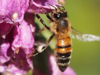 bee