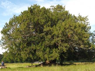 tree