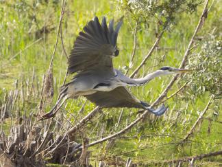Heron