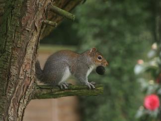 squirrel