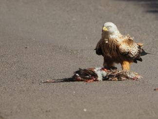 Kite