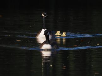 geese