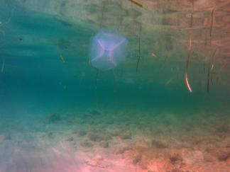 Jellyfish