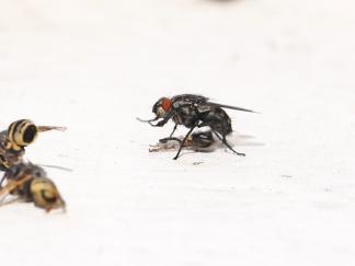 Fly