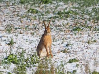 Hare