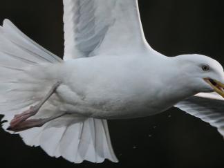 Seagull