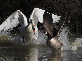 swan
