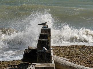 Seagull